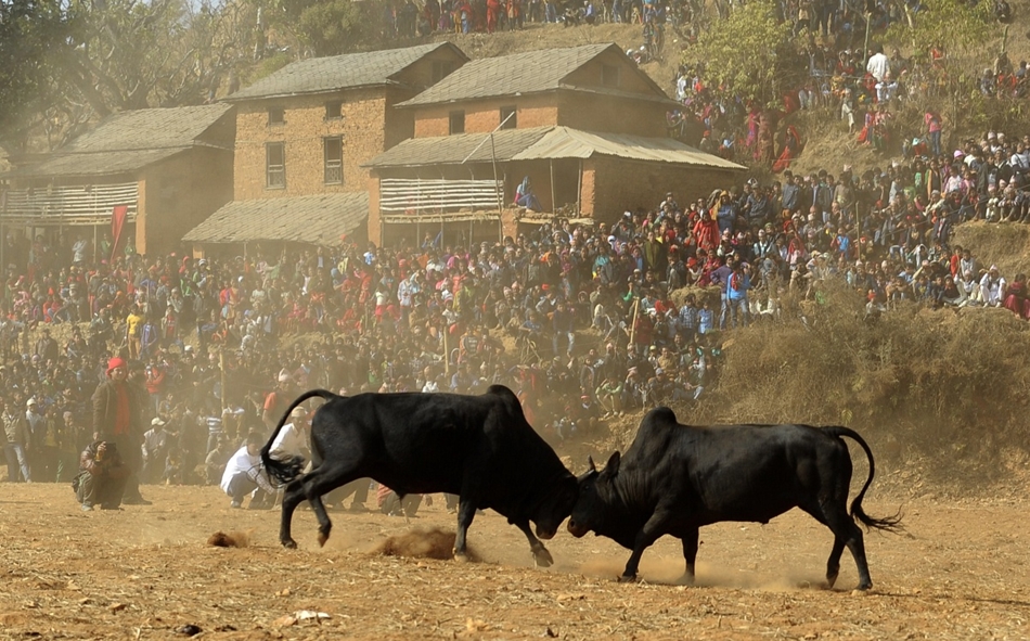 Nepál, Nuwakot – Lakosok néznek egy bikaviadalt egy nepáli fesztiválon. Több ezer néző utazott a környező falvakból a látványosságra, amelyen 14 bika küzdelmét nézhetik végig. Az a bika győz, amelyiknek sikerül ellenfelét kikergetni a küzdőtérről. 