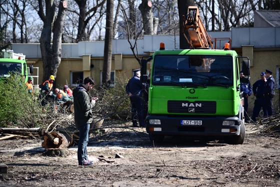 Galéria: Elkezdték kivágni a fákat a Városligetben